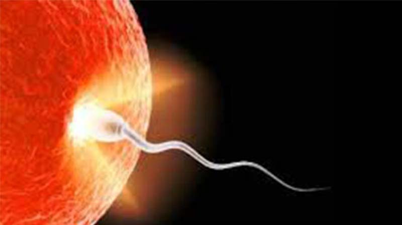 Τι είναι η εξωσωματική γονιμοποίηση - Νικόλαος Σκαρτάδος Μαιευτήρας – Χειρουργός Γυναικολόγος, Διδάκτωρ Πανεπιστημίου Αθηνών